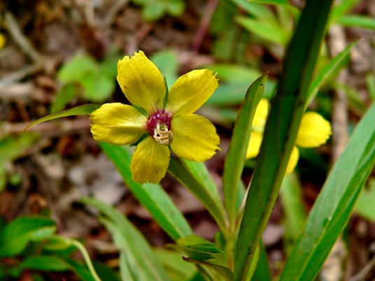 {Lysimachia lanceolata}